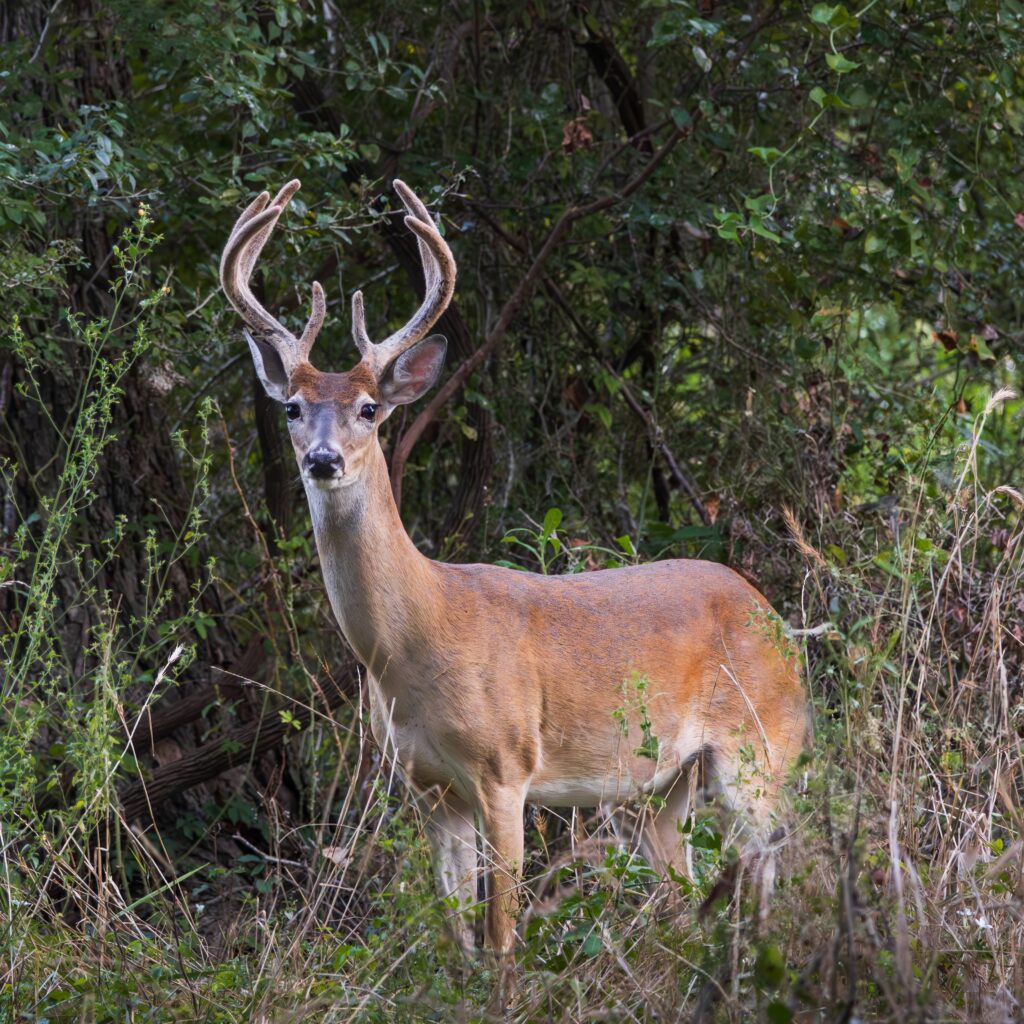 Whitetail buck